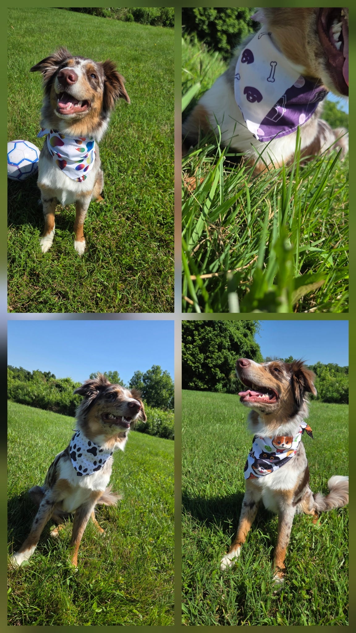 🐾 Sit. Stay. Slay. 🐾