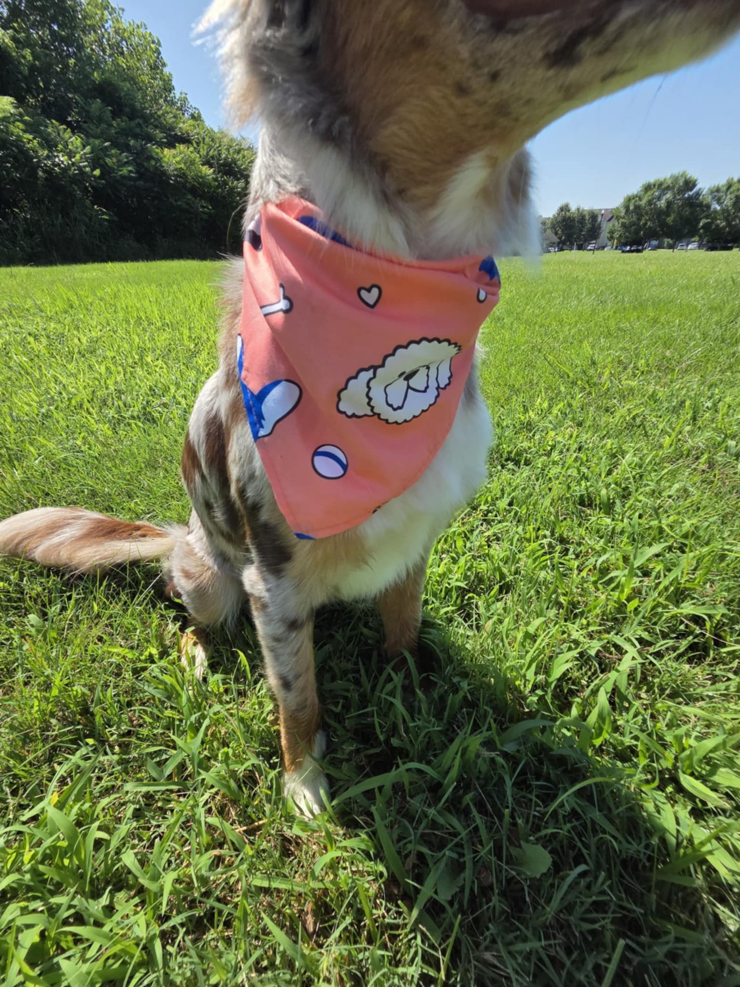 Poodle Daze - Pawsitively Stylish 🐾