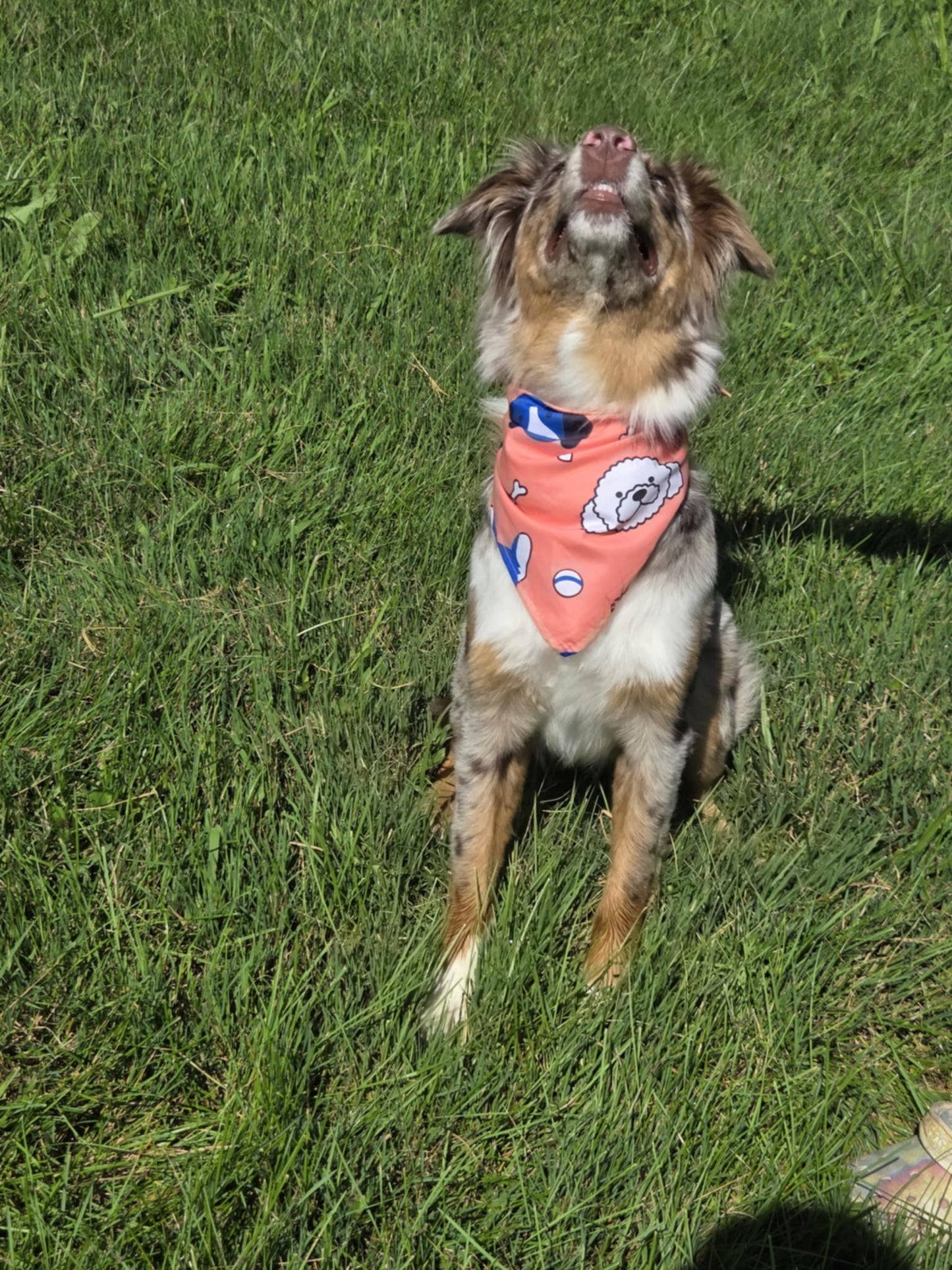 Poodle Daze - Pawsitively Stylish 🐾