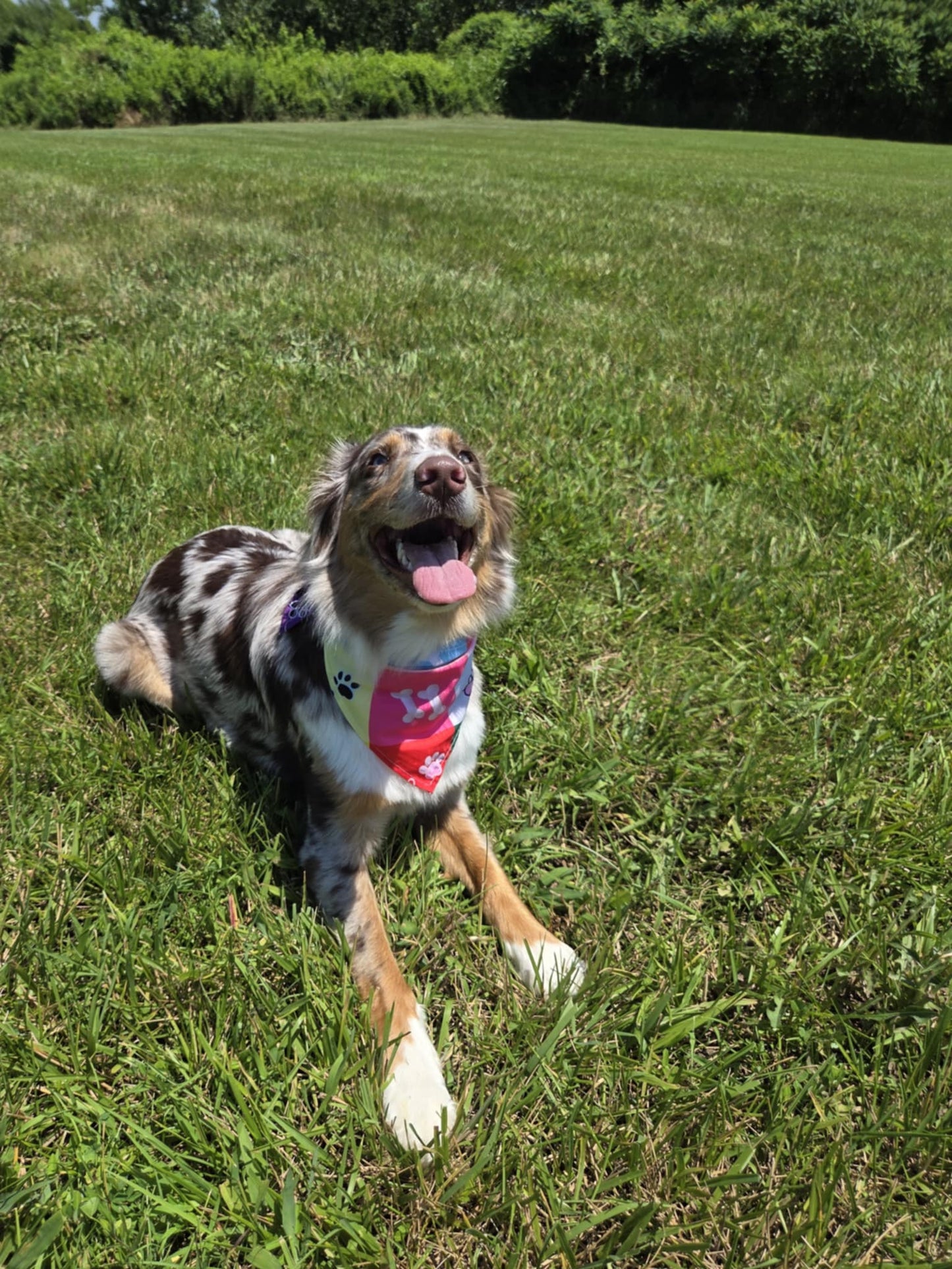 Patchwork Pup - Pawsitively Stylish 🐾