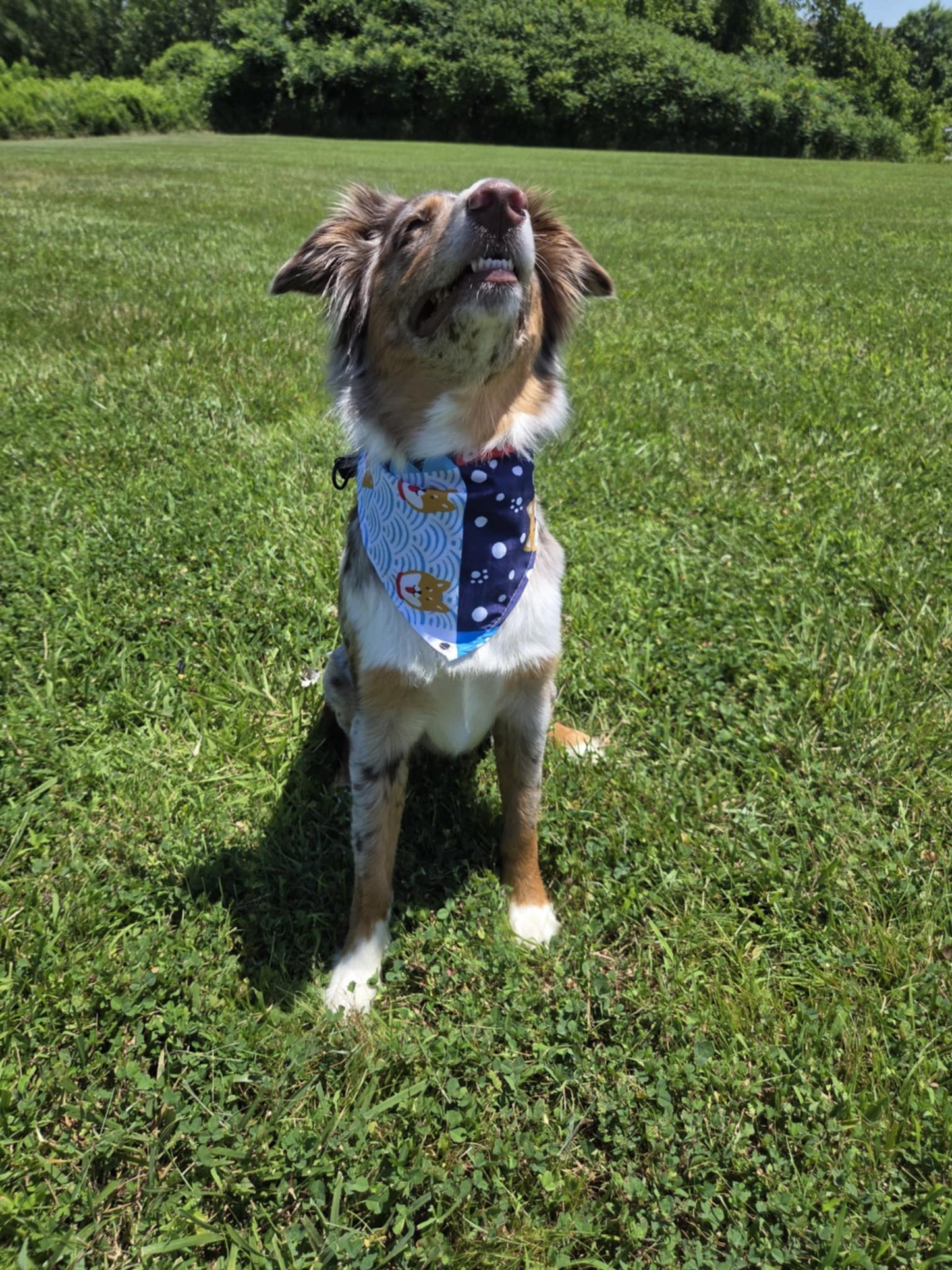 Dockside Dawg - Pawsitively Stylish 🐾