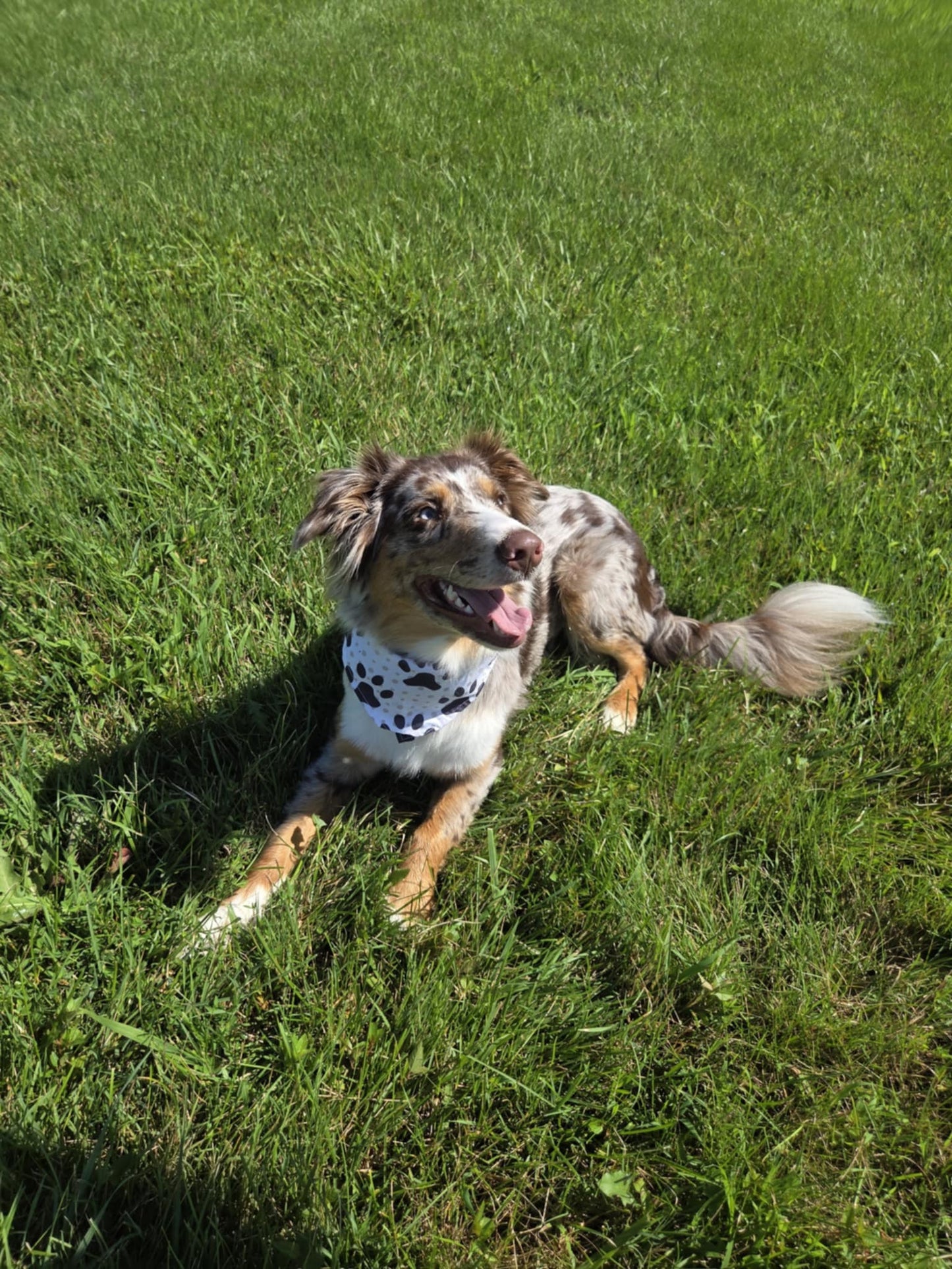 ๐พ Dog Bandana โ Cowgirl Cutie | Pawsitively Stylish