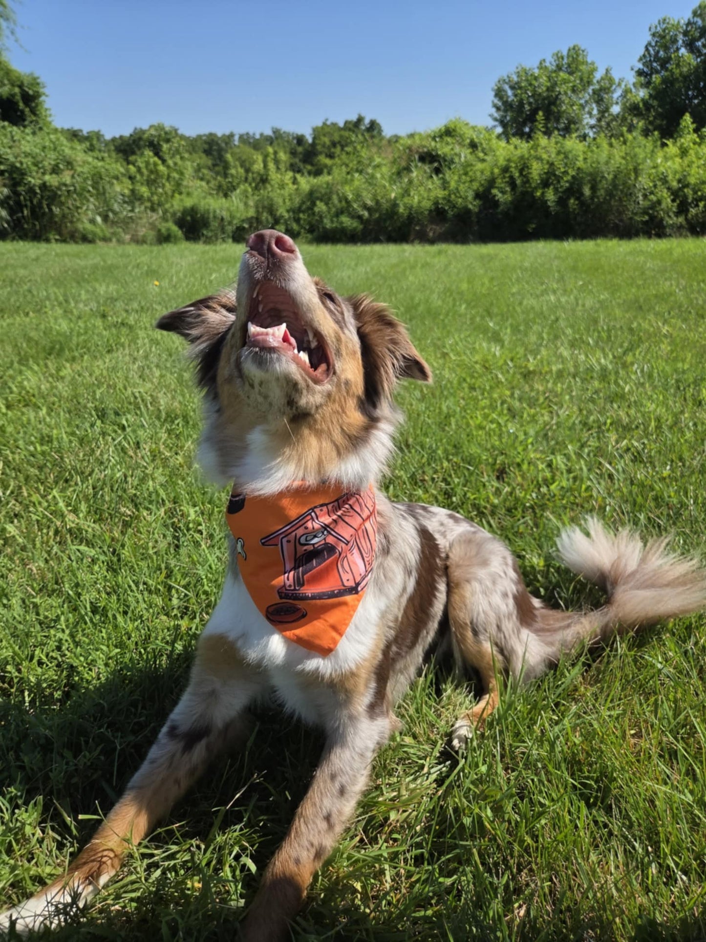 Doghouse Days - Pawsitively Stylish 🐾