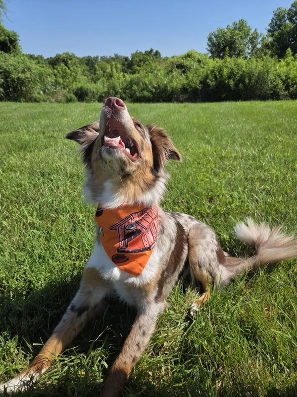 Doghouse Days - Pawsitively Stylish πΎ