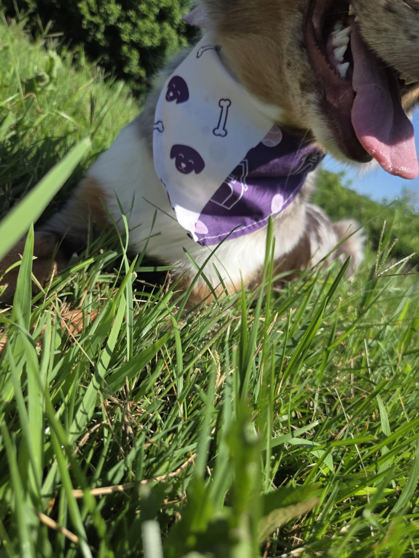 Purple Pup Parade - Pawsitively Stylish 🐾