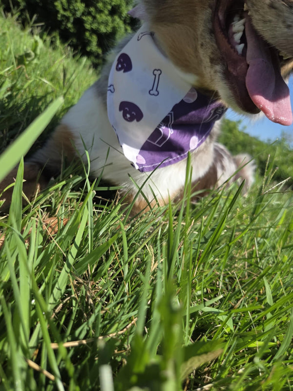 Purple Pup Parade - Pawsitively Stylish πΎ