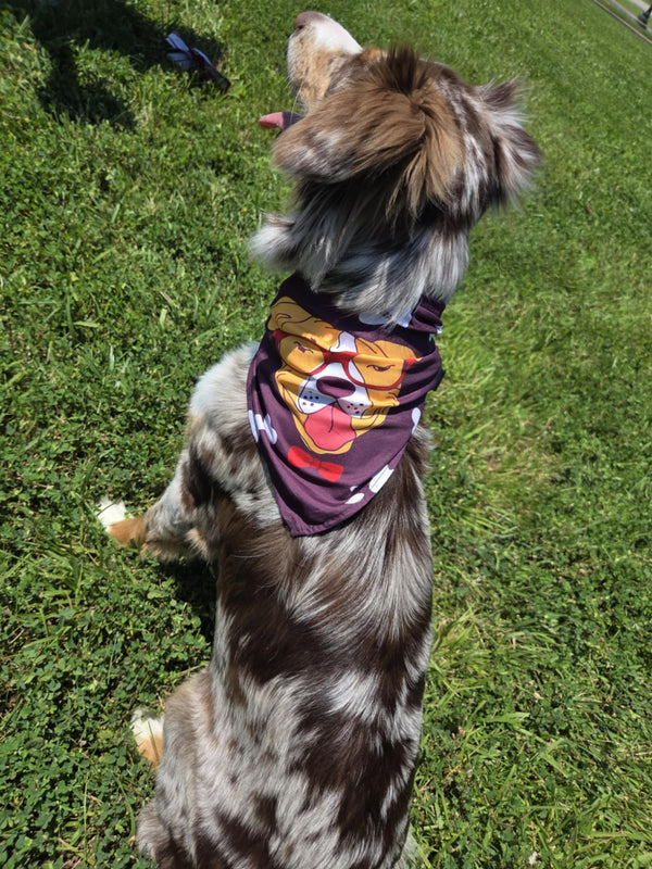 Good Boy Club - Pawsitively Stylish πΎ