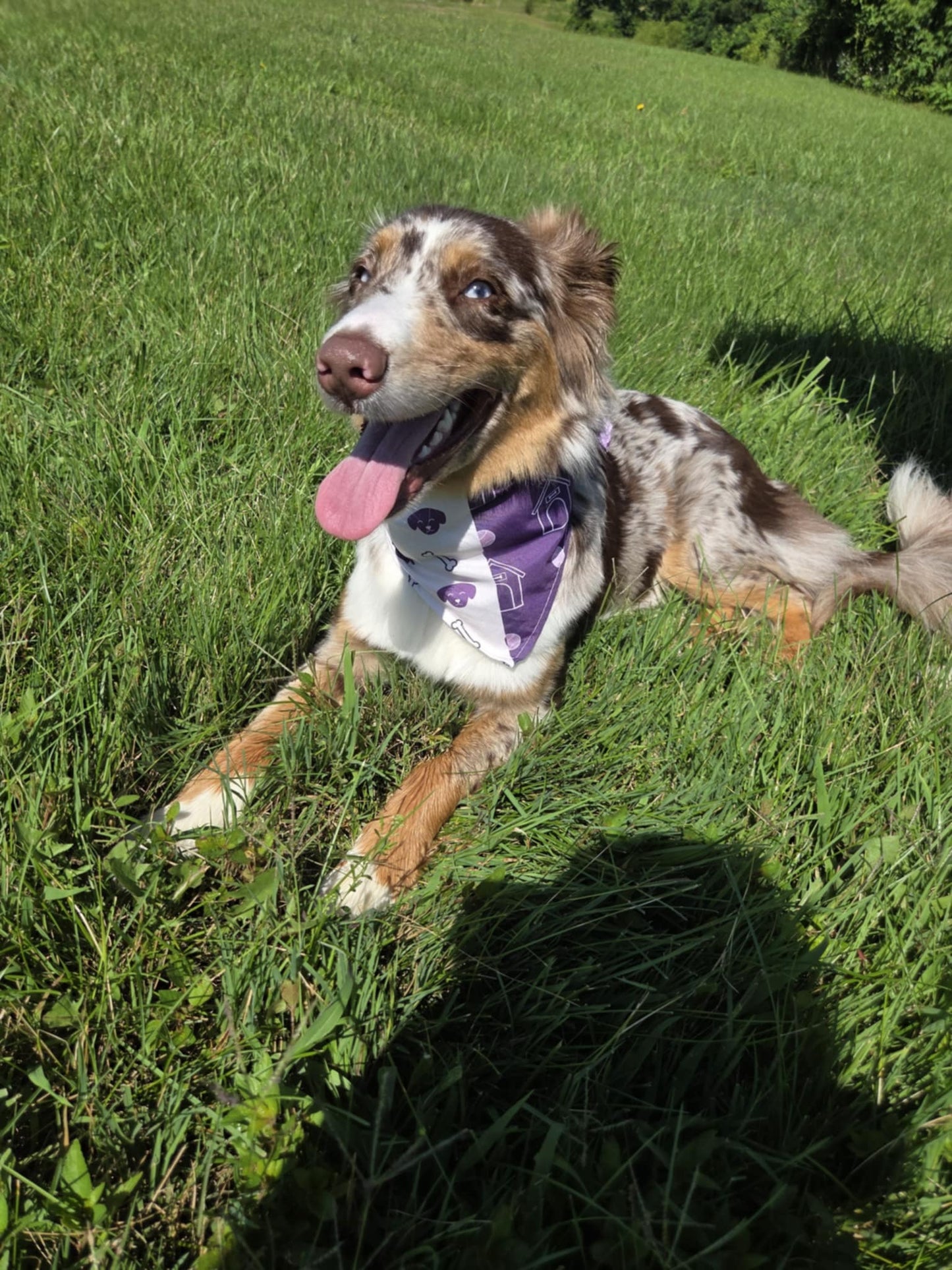 Purple Pup Parade - Pawsitively Stylish 🐾