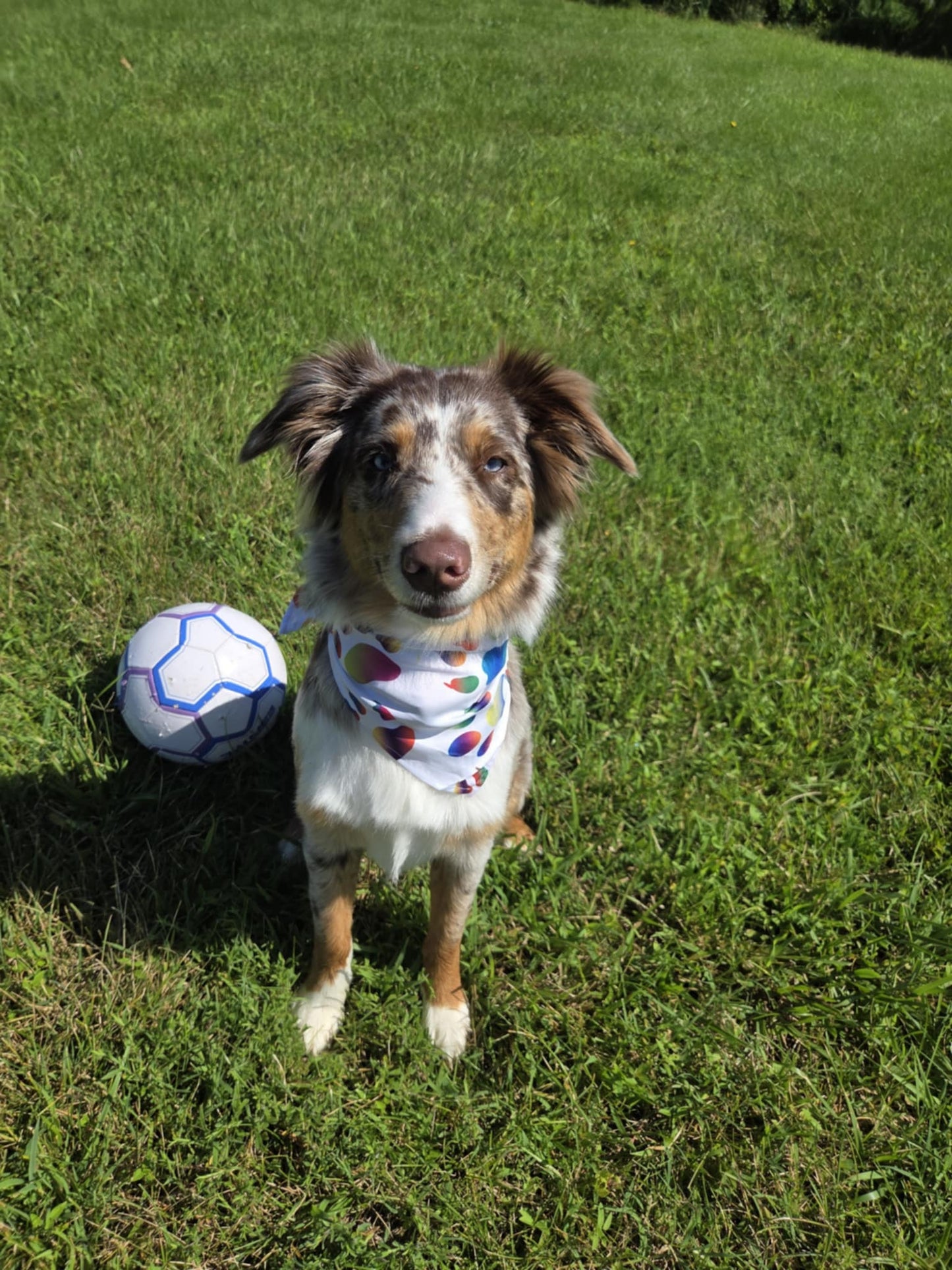 Snout & About - Pawsitively Stylish 🐾