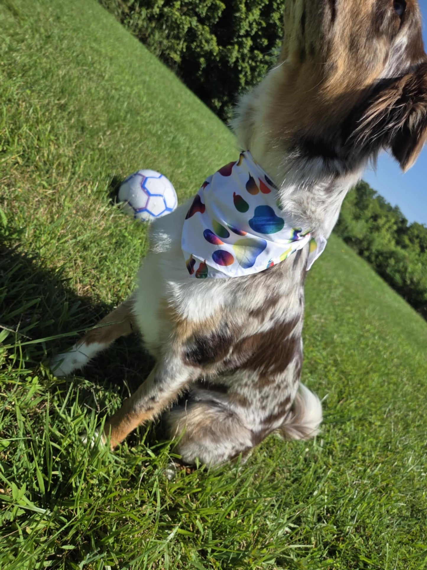 Snout & About - Pawsitively Stylish 🐾