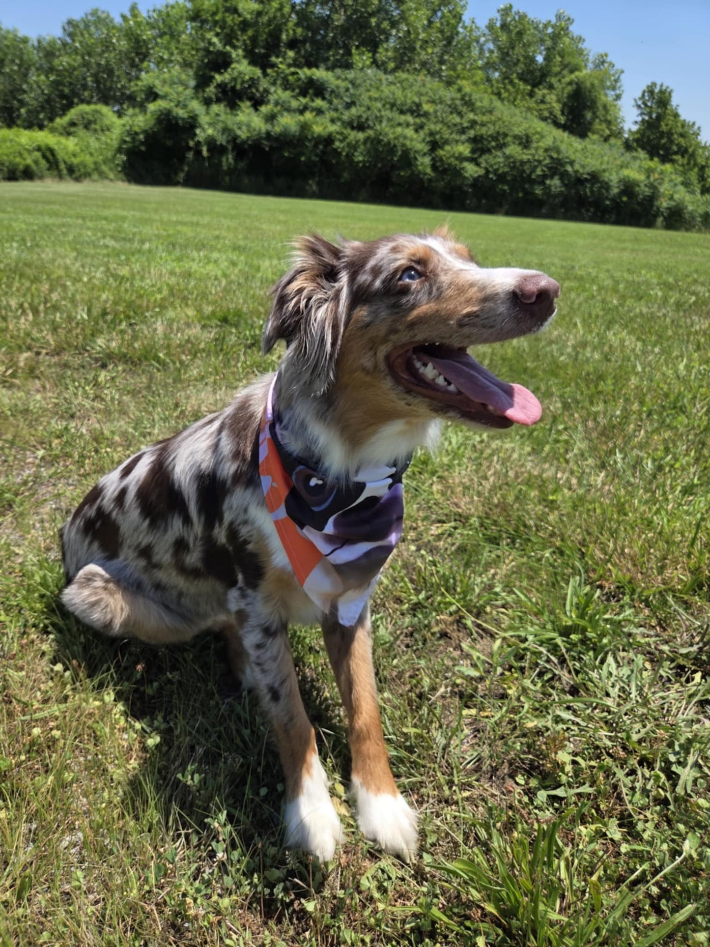 The Boston Look - Pawsitively Stylish 🐾