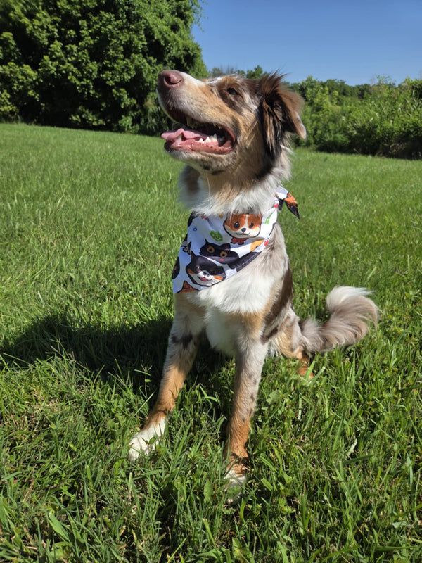 Pup Culture - Pawsitively Stylish πΎ