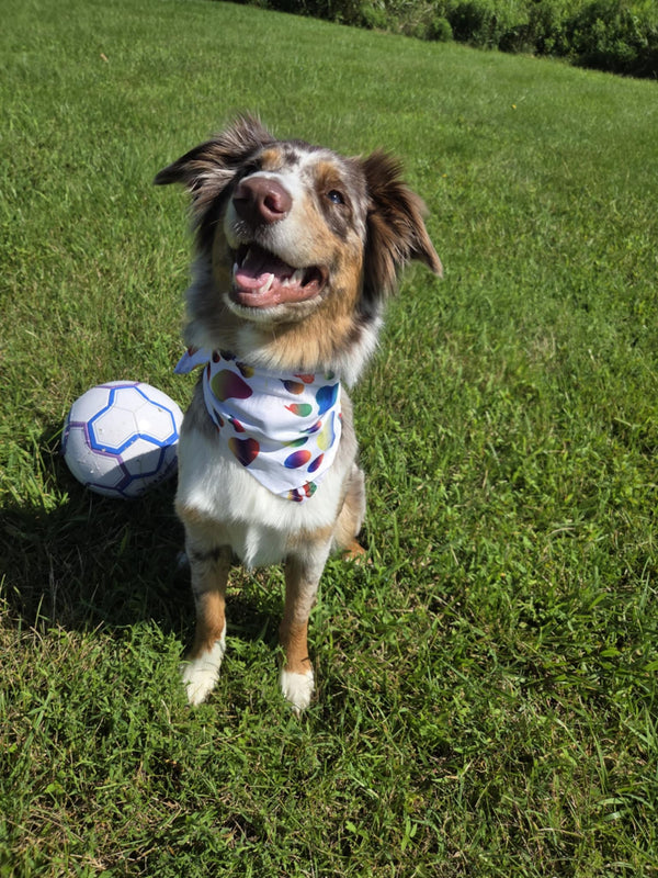 Snout & About - Pawsitively Stylish πΎ