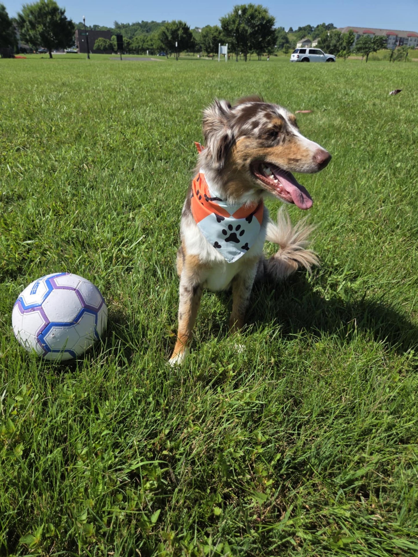 Bone to Be Wild - Pawsitively Stylish 🐾