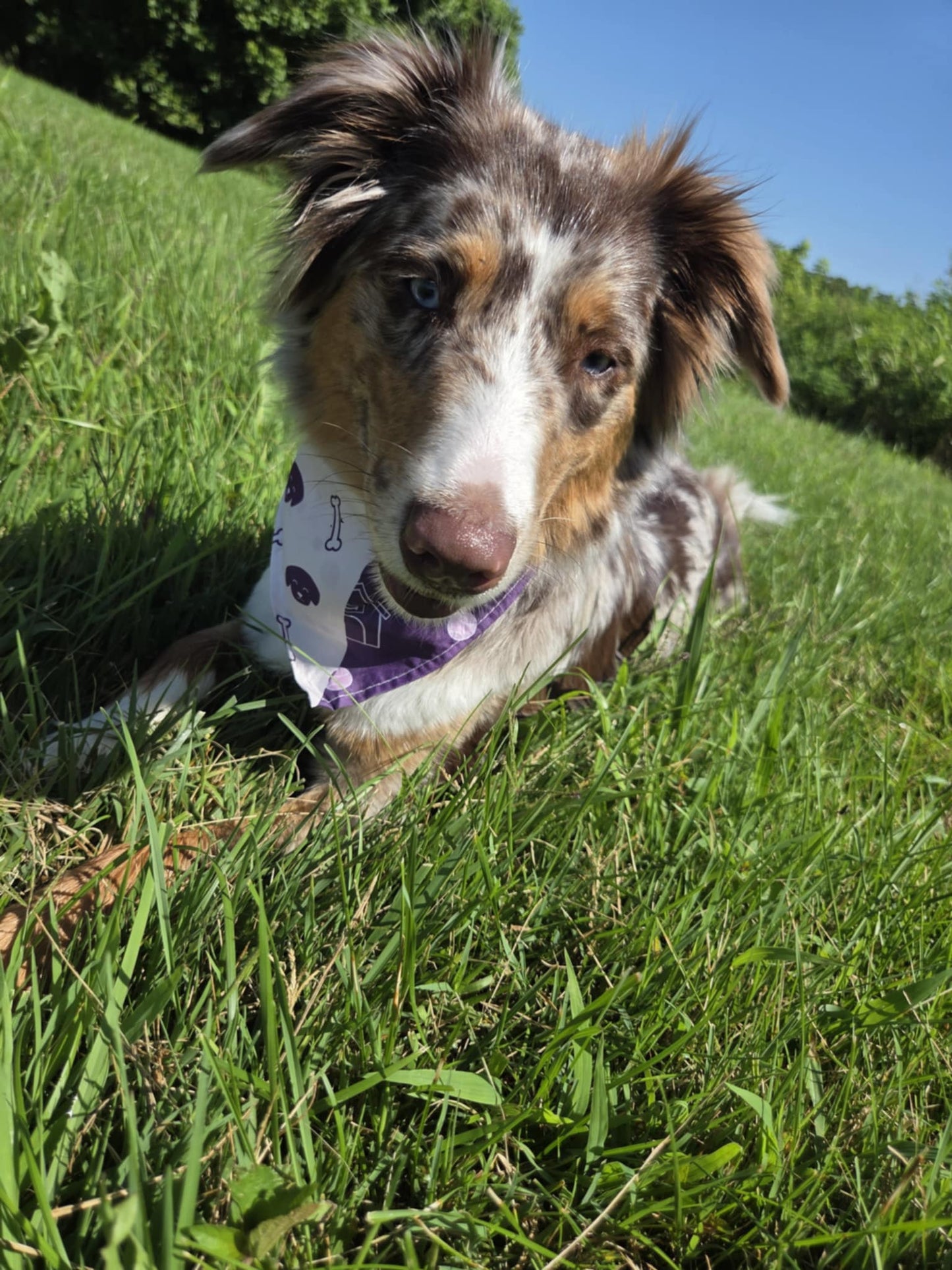 Purple Pup Parade - Pawsitively Stylish 🐾