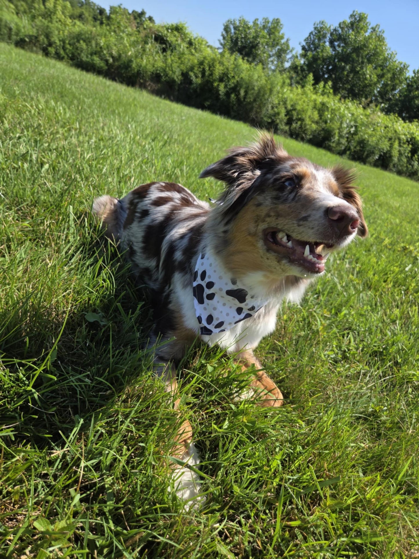 🐾 Dog Bandana – Cowgirl Cutie | Pawsitively Stylish
