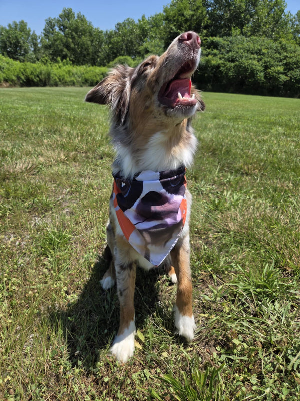 The Boston Look - Pawsitively Stylish 🐾