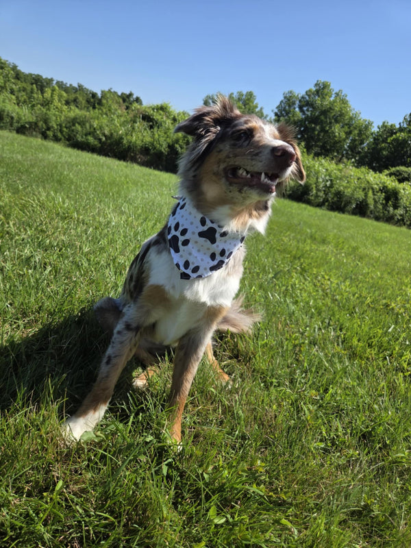 🐾 Dog Bandana – Cowgirl Cutie | Pawsitively Stylish