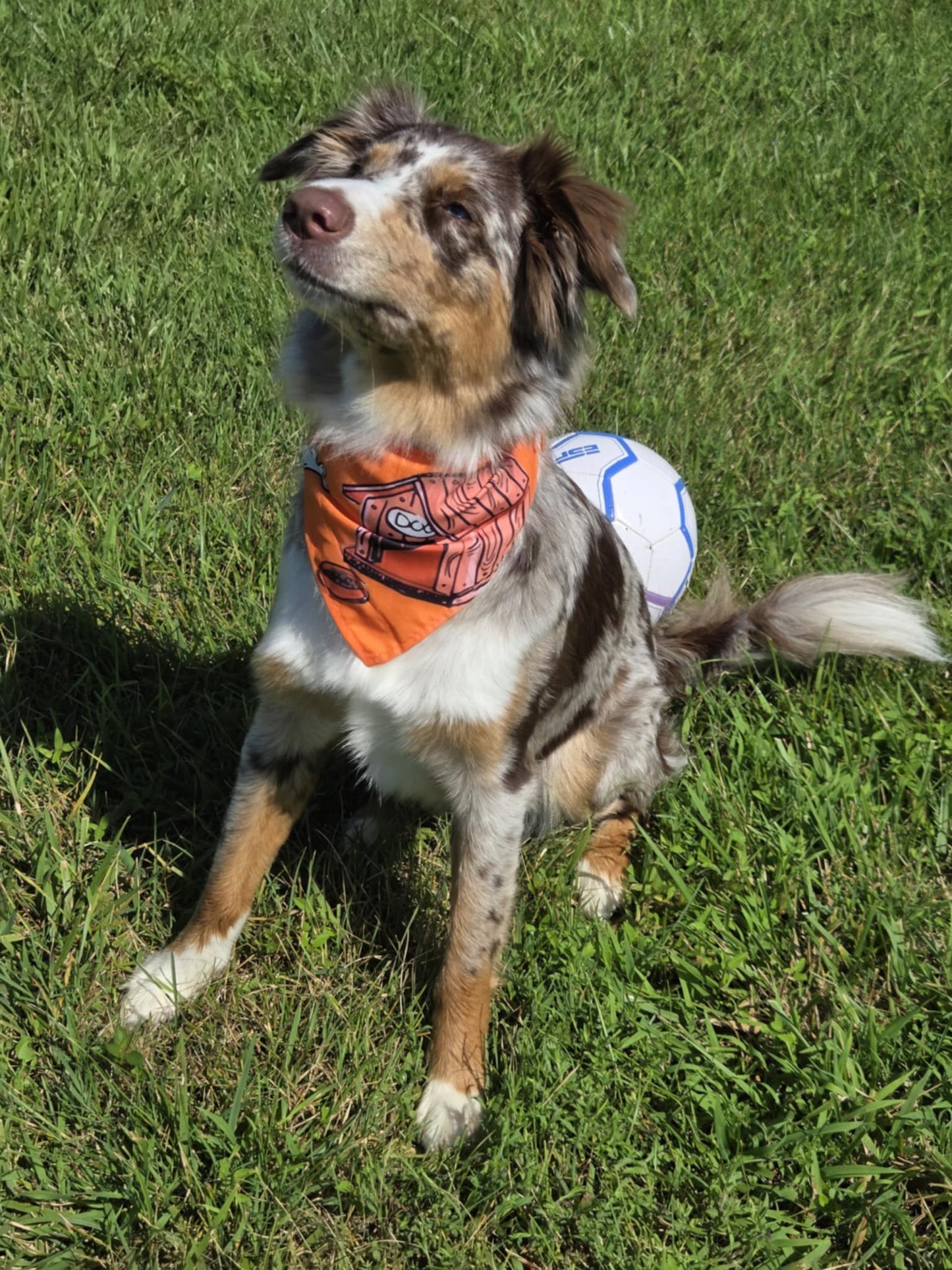 Doghouse Days - Pawsitively Stylish 🐾