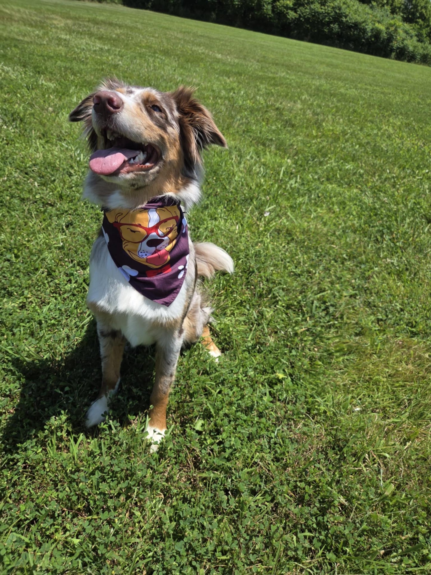 Good Boy Club - Pawsitively Stylish 🐾