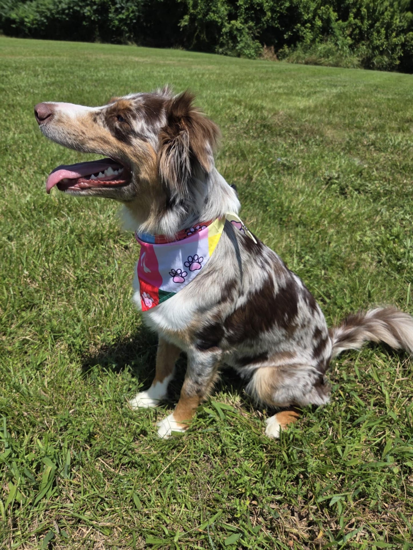 Patchwork Pup - Pawsitively Stylish 🐾