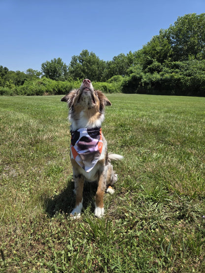 The Boston Look - Pawsitively Stylish 🐾