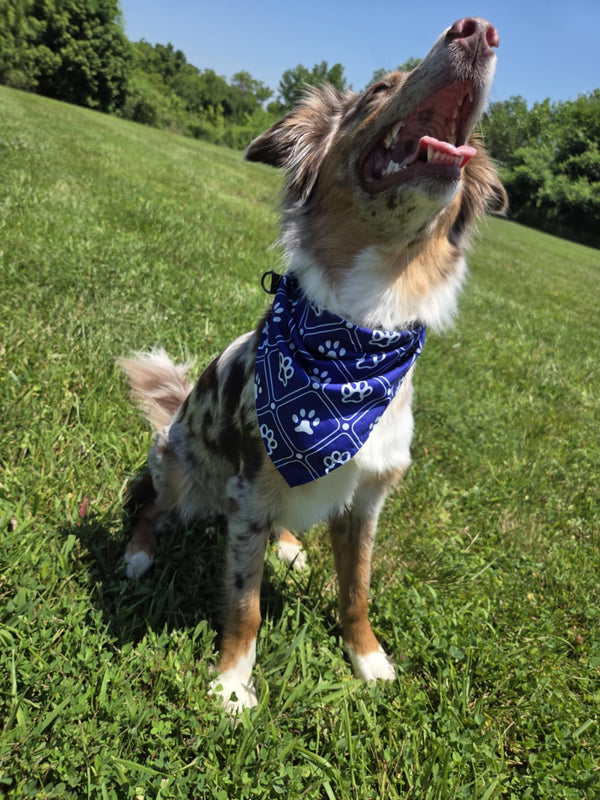 🐾 Dog Bandana – Blue Jean Baby | Pawsitively Stylish