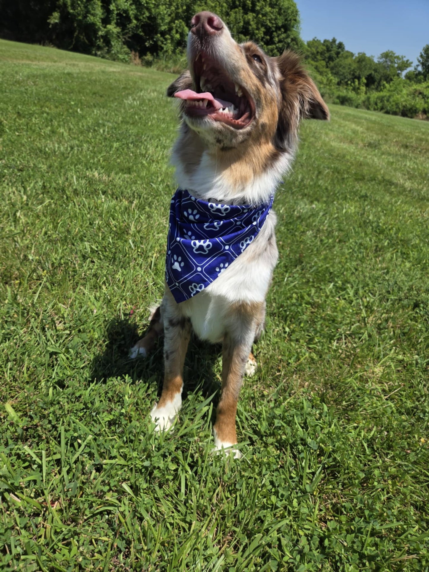🐾 Dog Bandana – Blue Jean Baby | Pawsitively Stylish