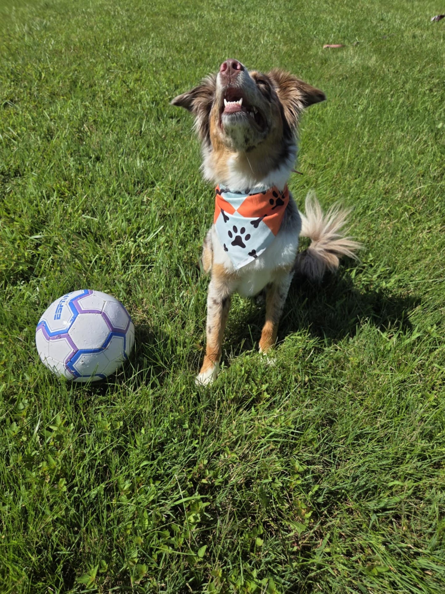 Bone to Be Wild - Pawsitively Stylish 🐾